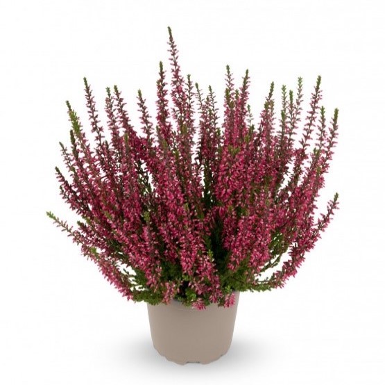 Каллуна обыкновенная Зорина